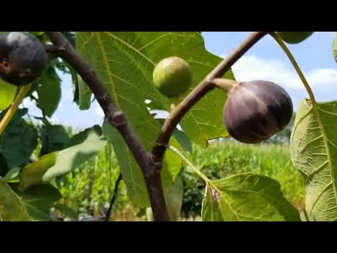 Des Tres Esplets Verses Ronde De Bordeaux! Persimmons, PawPaw & a Bit Of Garden Philosophy.