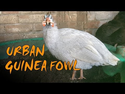 Keeping Guinea Fowl - 3 Tips for Urban Guinea Fowl
