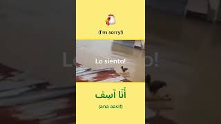 Lo Siento, Wilson in Arabic 🐓 #wilson