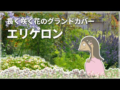 園芸 ヒメバネ、エリゲロン