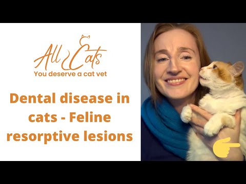 Dental disease in cats - Feline resorptive lesions