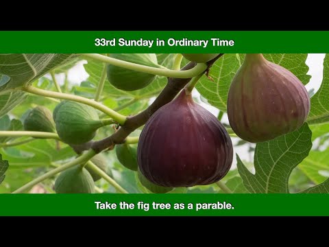 Take the fig tree as a parable