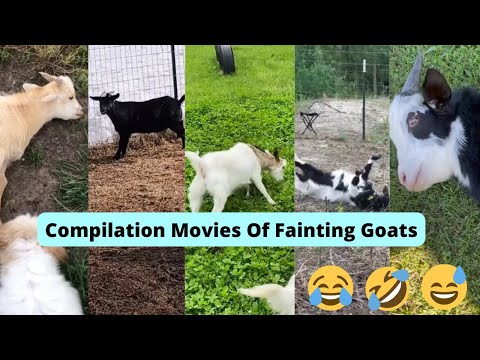 Fainting goats Compilation videos on Tiktok of goats who faint #faintinggoats #viral #fyp