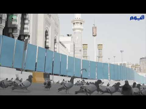 في مشهد غير مألوف.. أسراب حمام الحرم تجوب شوارع مكة هذه الأيام على غير المعتاد