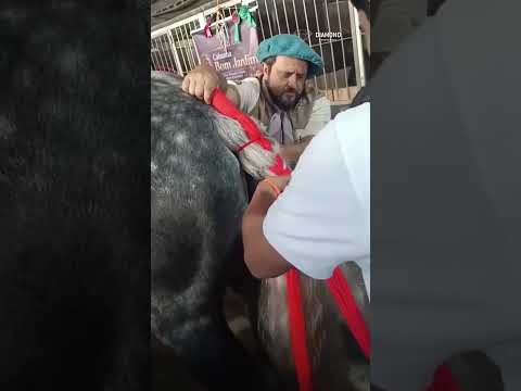 IRATI | A jovem promessa da raça Percheron