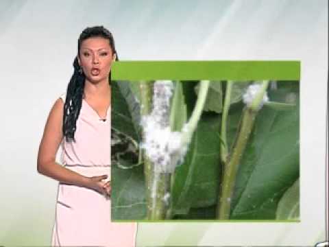 Zelena prognoza, 17.7.2015. - O štetočinama u zasadima jabuka i potrebi sprovođenja mera zaštite