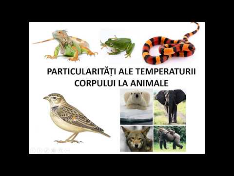 Particularitati ale temperaturii sangelui la vertebrate