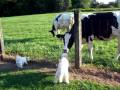 Cow Monster Movie