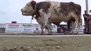 preview picture of video 'Yarmouth Exhibition - Ox Haul , Ricky Hurlburt'