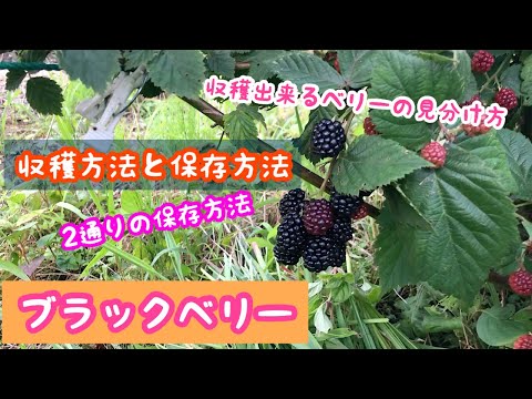ブラックベリーを冷凍する:これが果物を保存する方法です 植物