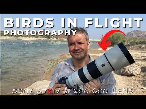 Photographing Birds in Flight with SONY A7RIV and 200-600 G lens