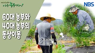 [강철맨 희정 씨의 블루베리 베리 굿] 풀 뽑기냐? 수확이냐?