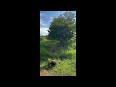 FAZENDA A VENDA NO MUNICÍPIO DE DIORAMA NO ESTADO DE GOIÁS 