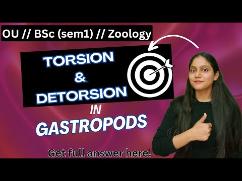 torsion and detorsion in gastropods / osmania University / BSc Zoology/ sem 1 / humera