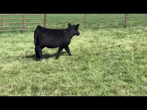 Tag 32 video
