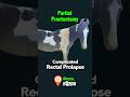 Rectal Prolapse In Horse Partial Proctectomy Dr Md Abu Bakar Ahad