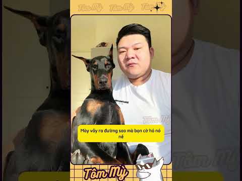 Vầy là dữ lắm rồi 🐶 #shorts #chóhaihuoc  #thúcưngnhàmình #chómèovui