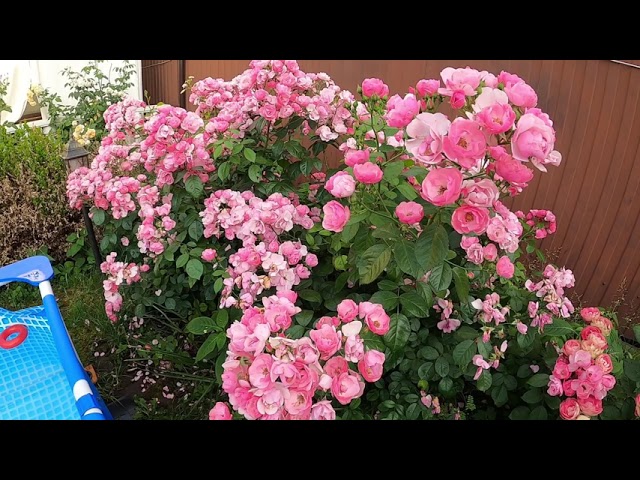 Зима 2021 и ее последствия. Как отросла моя Анжела, после ужасной зимовки. Роза Анжела, Кордеса.