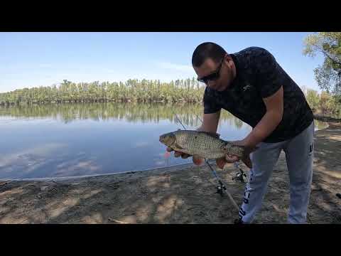 pecanje na Dravi , jez na kukuruz C&R
