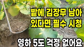 밭에 김장무 남아 있다면 필수 시청 (영하 5도 걱정 없어요)