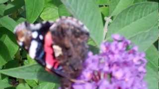 preview picture of video 'Zomer/ Summer in Holland 2012-53: Vlinderpracht, de Atalanta trekvlinder 21 Augustus/ Butterflies'