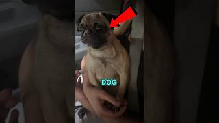 The dog is crying because of Starbucks credits to @geemariee__ on tt #shorts #viral #dogs #Starbucks