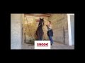 OUPS DU MEL –Jeune Irish Cob d’exception au cœur tendre