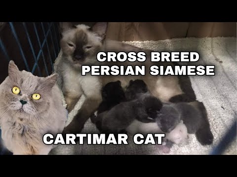 CROSS BREED PERSIAN SIAMESE CAT GIVING BIRTH 5 KITTENS | CARTIMAR CAT