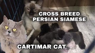 CROSS BREED PERSIAN SIAMESE CAT GIVING BIRTH 5 KITTENS | CARTIMAR CAT