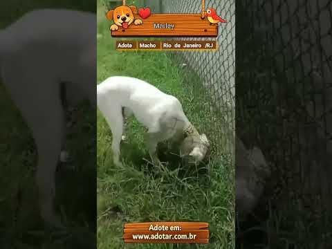 Vídeo de Marley