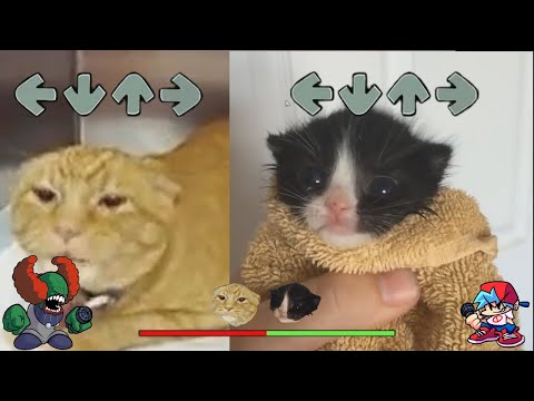 Kitten in Towel VS Very Angry Cat (Madness) - Friday Night Funkin' Meme