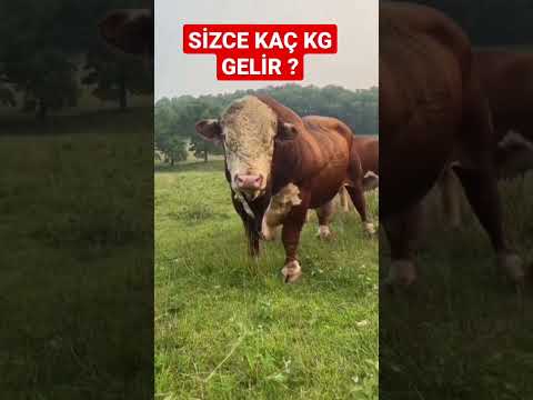 TOSUN SİMENTAL, SİMENTAL TOSUN, DAMİZLİK SİMENTAL TOSUN, TOSUN ÇİFTLİK, TOSUN ÇİFTLİĞİ 🦁💪😎🔥 #shorts