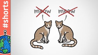 Adult Cats Only Meow At Humans #shorts