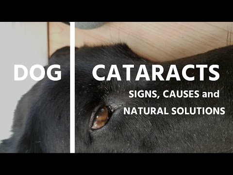 Cataracts in Dogs: Signs, Causes and Natural Solutions