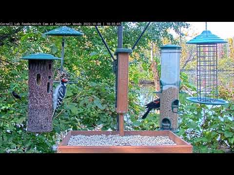 Hairy Woodpecker Hops From Feeder To Feeder In Ithaca, NY – Oct. 6, 2022