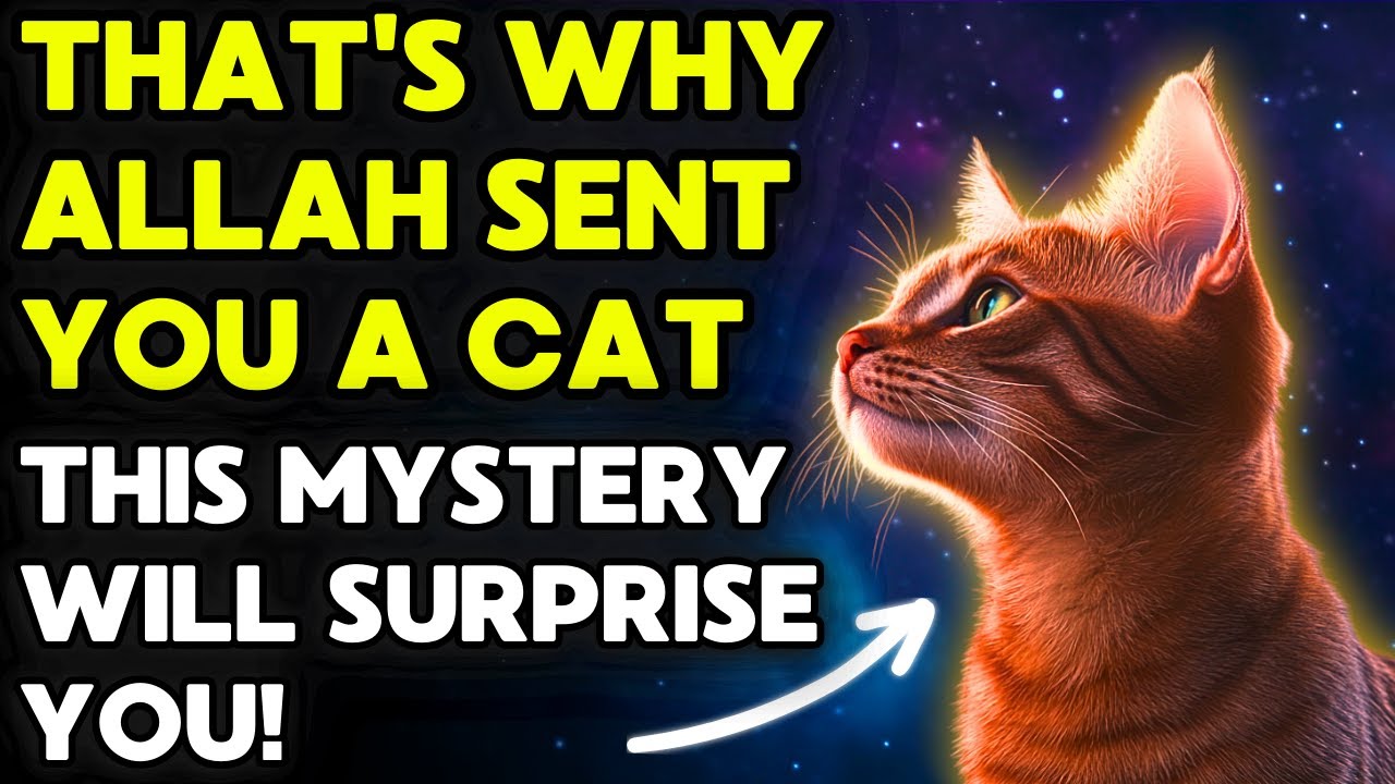 ALLAH SENT YOU A CAT FOR A REASON! This Mystery Will Surprise You...