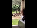 Safari At Animal Kingdom