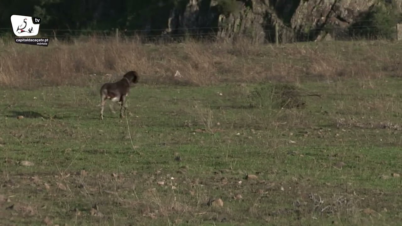 Cães de parar braco alemão