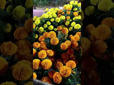 #flowers #love #beautiful