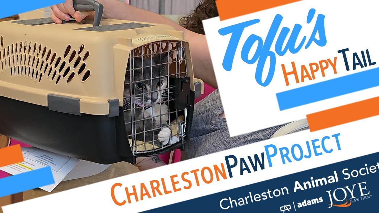 Charleston Paw Project Happy Tails: Tofu’s Story