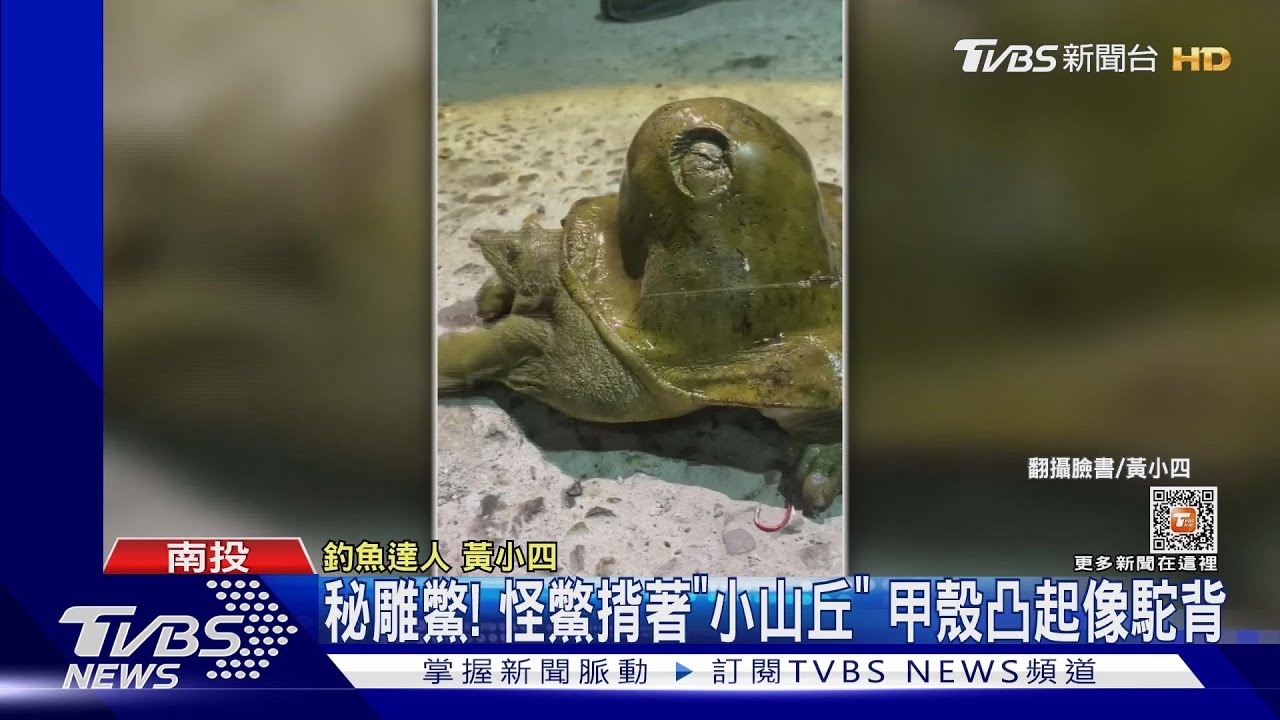 秘雕鱉！怪鱉揹著「小山丘」　甲殼凸起像駝背
