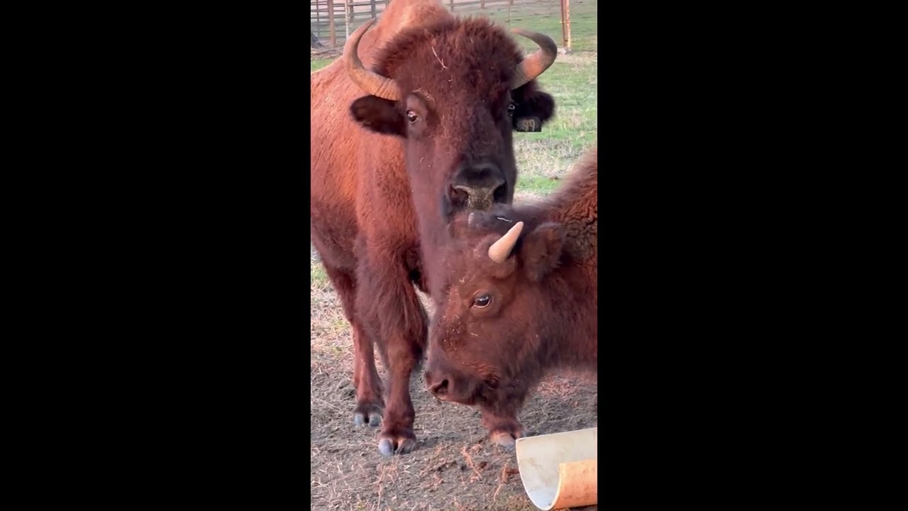 Bama Bison, Crawford, Alabama - February 2024