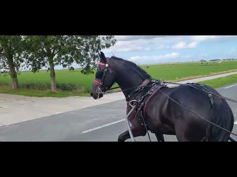 Stal Okkema's Beer - Wimer x Andries - Gelding - 2016 - 1.70m