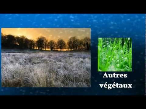pourquoi la marmotte hiberne-t-elle
