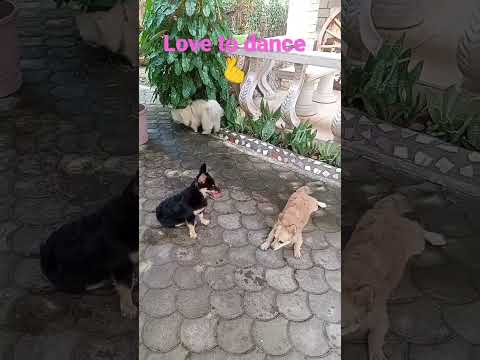 #party...party..dance