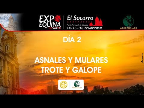 EXPOSICION EQUINA GRADO "A" SOCORRO SANTANDER 2025 - ASNALES Y MULARES - TROTE Y GALOPE