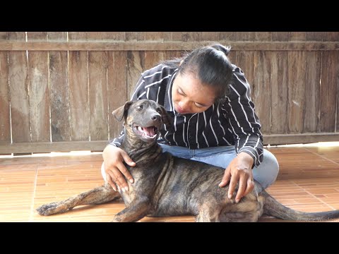 OMG ! My Sister Take Care Her Dog In The Room, Amazing Video 2021