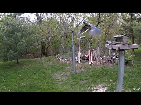 Blue Jays at the feeder 05-07-2019 to 05-10-2019