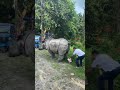 Rhino Pee Rhino Urine Krpboyz Rhino