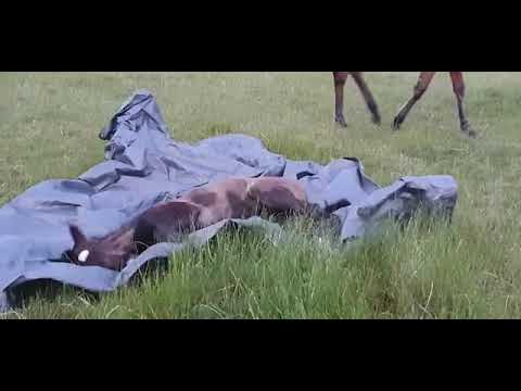 Secret -Sir Donnerhall